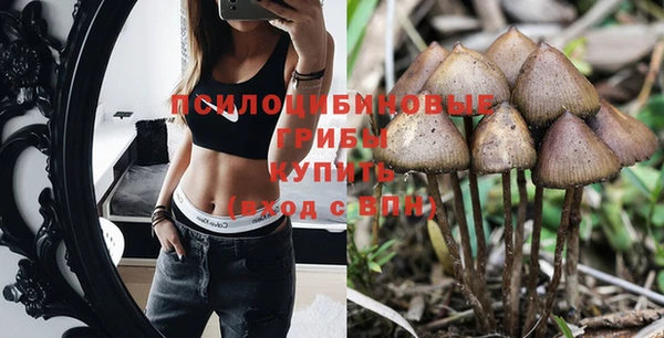 прущие грибы Алзамай